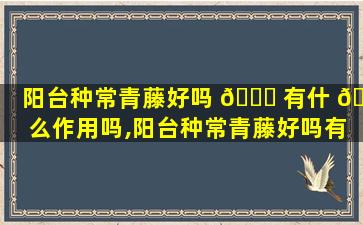 阳台种常青藤好吗 🐟 有什 🌼 么作用吗,阳台种常青藤好吗有什么作用吗*